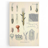 Vintage Botanical Illustration of Claviceps purpurea Art Print