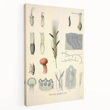 Vintage Botanical Illustration of Claviceps purpurea Art Print