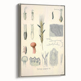 Vintage Botanical Illustration of Claviceps purpurea Art Print