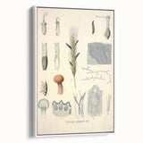 Vintage Botanical Illustration of Claviceps purpurea Art Print