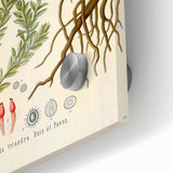 Vintage Botanical Illustration of Krameria triandra Art Print