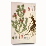 Vintage Botanical Illustration of Krameria triandra Art Print