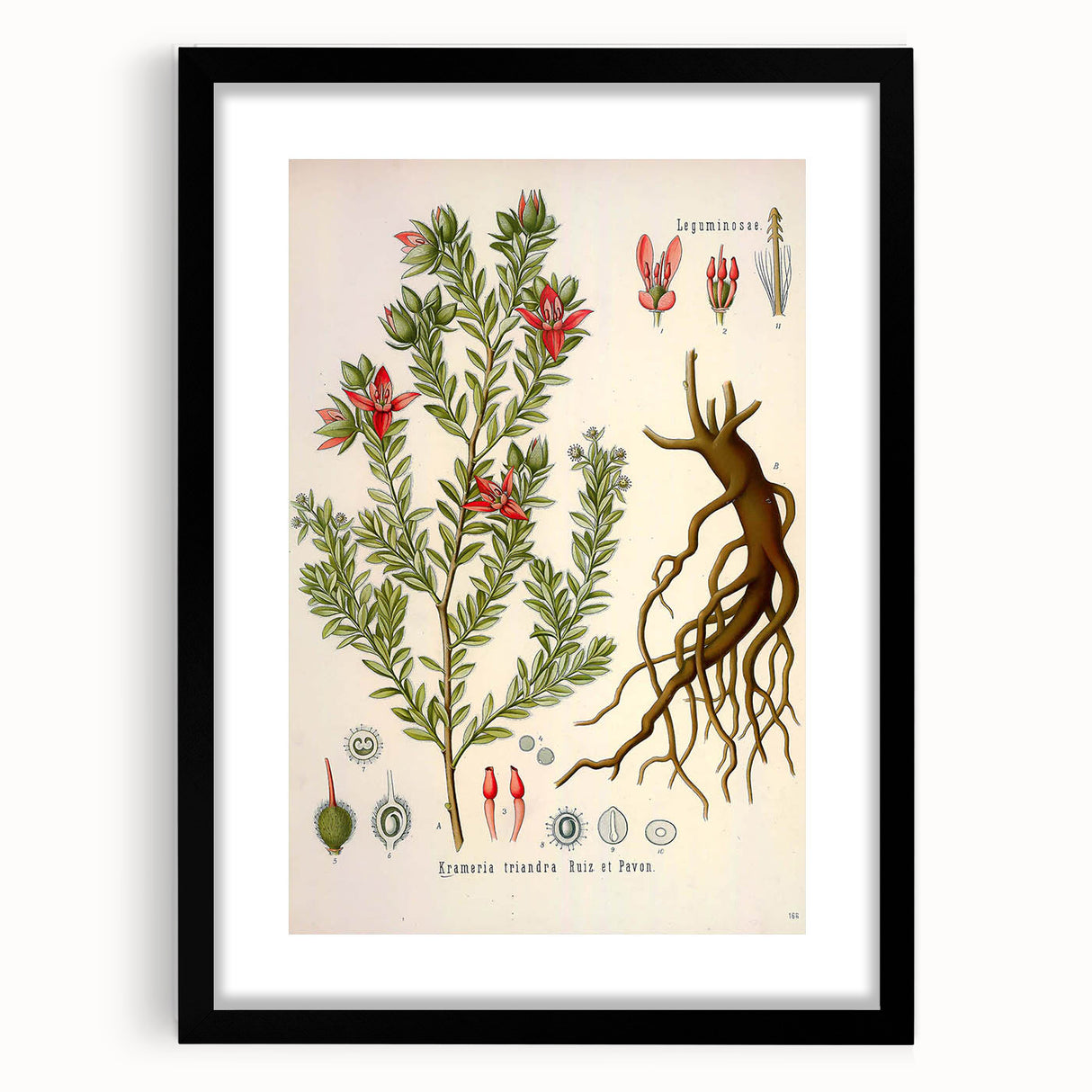 Vintage Botanical Illustration of Krameria triandra Art Print