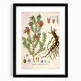 Vintage Botanical Illustration of Krameria triandra Art Print