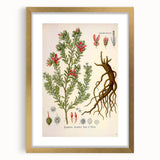 Vintage Botanical Illustration of Krameria triandra Art Print
