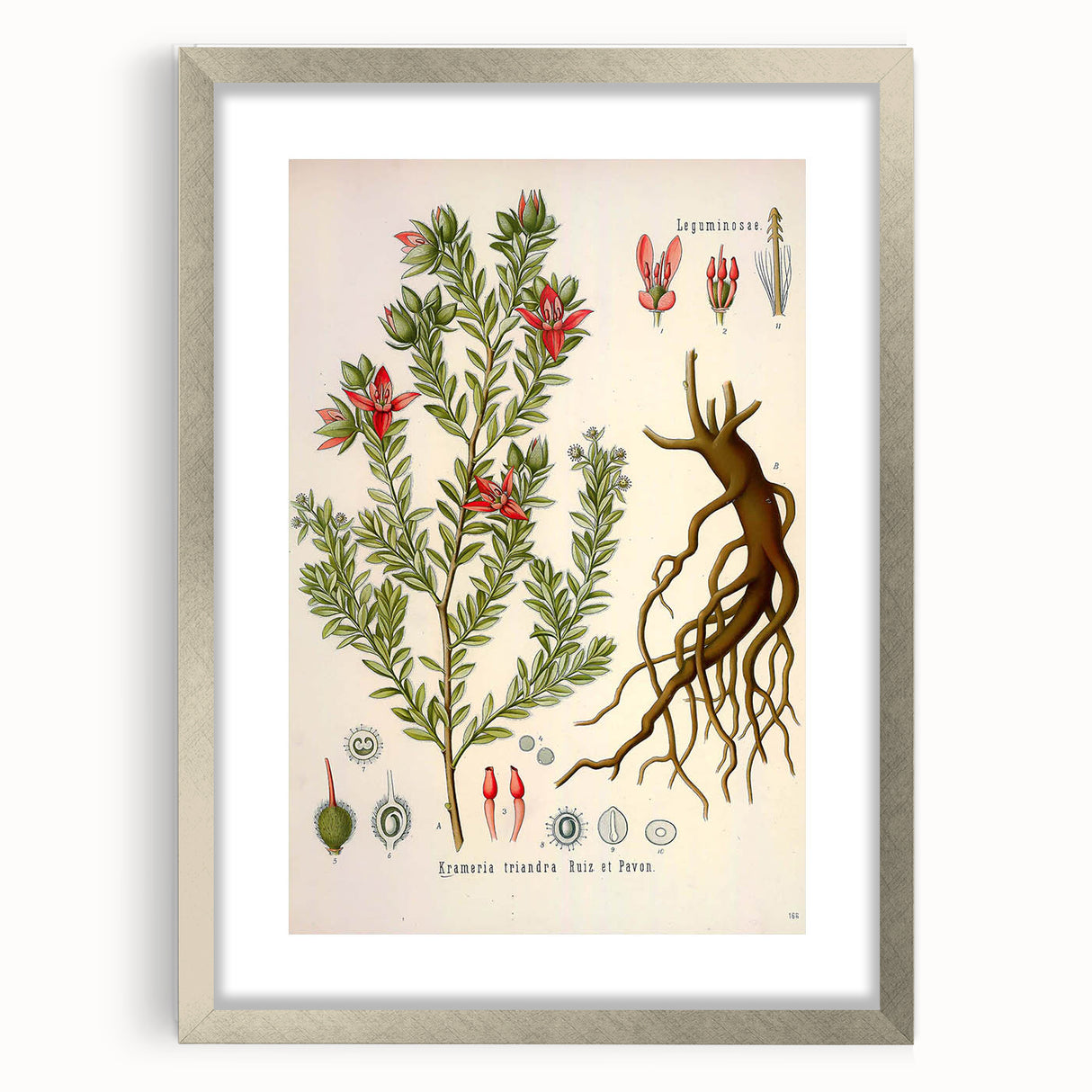 Vintage Botanical Illustration of Krameria triandra Art Print