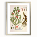 Vintage Botanical Illustration of Krameria triandra Art Print