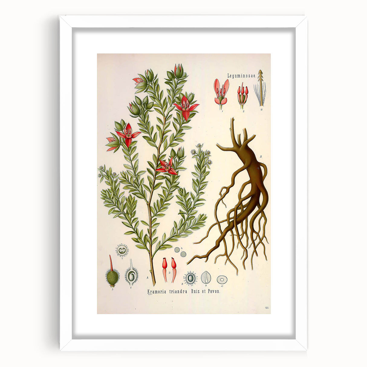 Vintage Botanical Illustration of Krameria triandra Art Print