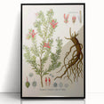 Vintage Botanical Illustration of Krameria triandra Art Print