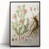 Vintage Botanical Illustration of Krameria triandra Art Print
