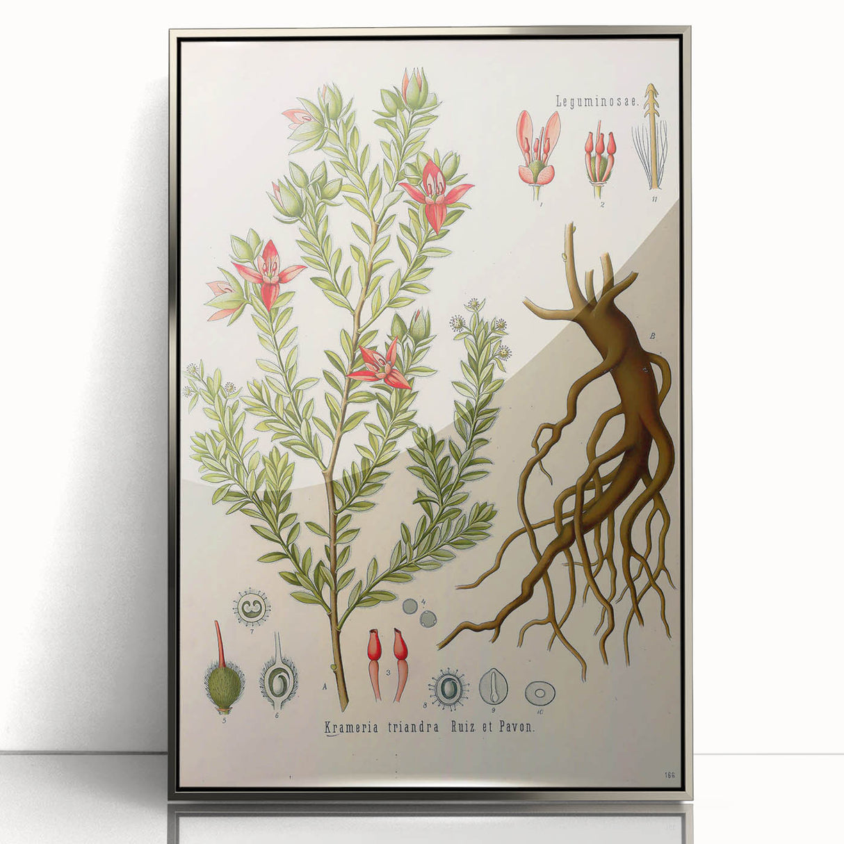 Vintage Botanical Illustration of Krameria triandra Art Print