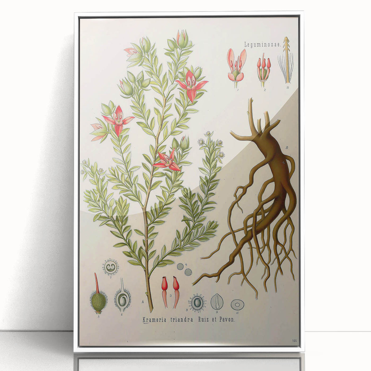 Vintage Botanical Illustration of Krameria triandra Art Print