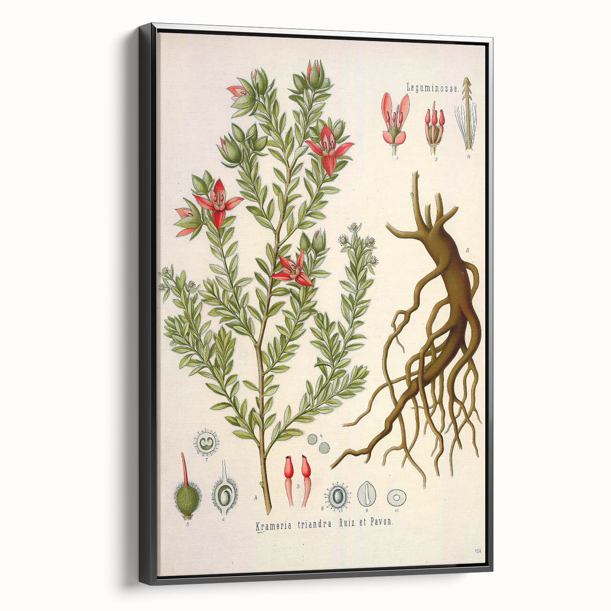 Vintage Botanical Illustration of Krameria triandra Art Print