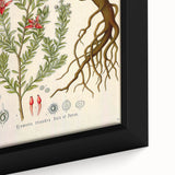 Vintage Botanical Illustration of Krameria triandra Art Print