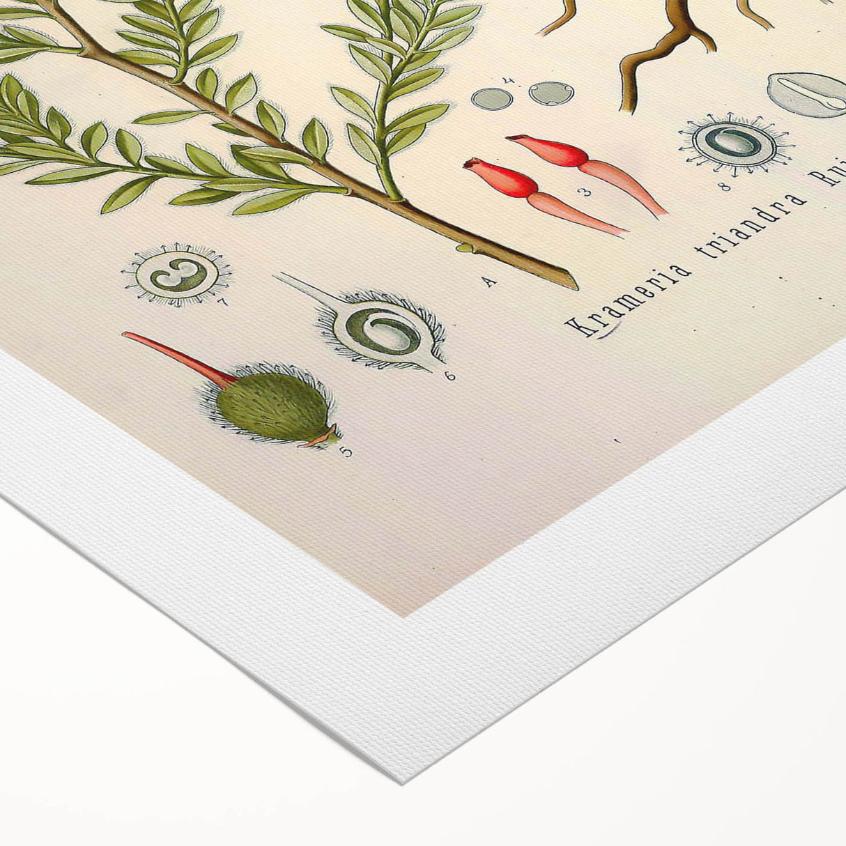 Vintage Botanical Illustration of Krameria triandra Art Print