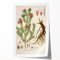 Vintage Botanical Illustration of Krameria triandra Art Print