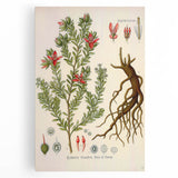 Vintage Botanical Illustration of Krameria triandra Art Print