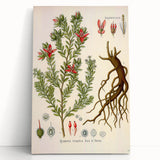 Vintage Botanical Illustration of Krameria triandra Art Print