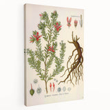 Vintage Botanical Illustration of Krameria triandra Art Print