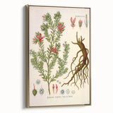 Vintage Botanical Illustration of Krameria triandra Art Print