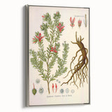 Vintage Botanical Illustration of Krameria triandra Art Print