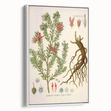 Vintage Botanical Illustration of Krameria triandra Art Print