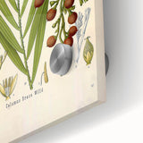 Vintage Botanical Illustration of Calamus draco Art Print