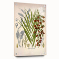 Vintage Botanical Illustration of Calamus draco Art Print