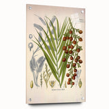 Vintage Botanical Illustration of Calamus draco Art Print