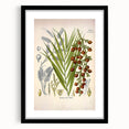 Vintage Botanical Illustration of Calamus draco Art Print