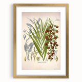 Vintage Botanical Illustration of Calamus draco Art Print