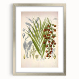 Vintage Botanical Illustration of Calamus draco Art Print