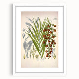 Vintage Botanical Illustration of Calamus draco Art Print