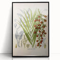 Vintage Botanical Illustration of Calamus draco Art Print