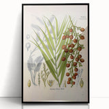 Vintage Botanical Illustration of Calamus draco Art Print