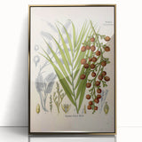 Vintage Botanical Illustration of Calamus draco Art Print