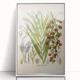Vintage Botanical Illustration of Calamus draco Art Print