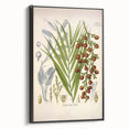 Vintage Botanical Illustration of Calamus draco Art Print