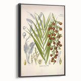 Vintage Botanical Illustration of Calamus draco Art Print