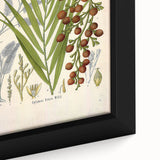 Vintage Botanical Illustration of Calamus draco Art Print