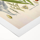 Vintage Botanical Illustration of Calamus draco Art Print