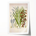 Vintage Botanical Illustration of Calamus draco Art Print