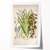 Vintage Botanical Illustration of Calamus draco Art Print
