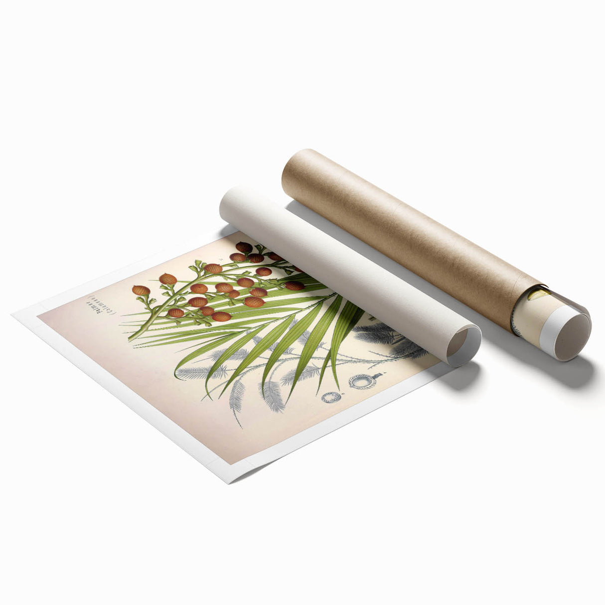 Vintage Botanical Illustration of Calamus draco Art Print