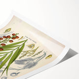 Vintage Botanical Illustration of Calamus draco Art Print