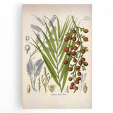 Vintage Botanical Illustration of Calamus draco Art Print