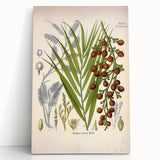 Vintage Botanical Illustration of Calamus draco Art Print