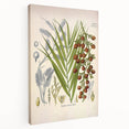 Vintage Botanical Illustration of Calamus draco Art Print