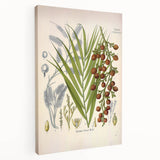 Vintage Botanical Illustration of Calamus draco Art Print