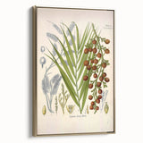Vintage Botanical Illustration of Calamus draco Art Print